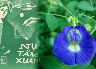 Giai thoại liên quan đến ca khúc Nụ Tầm Xuân (nhạc sĩ Phạm Duy): “Nụ tầm xuân nở ra xanh biếc…”