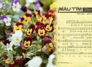 Hoa Pensée và chuyện tình bi thương trong 2 ca khúc “Màu Tím Pensée” – “Mùa Pensée Nở”