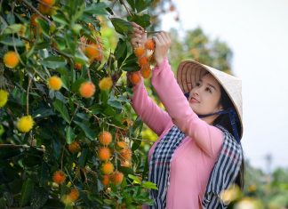 Những mùa chôm chôm trong bài hát của nhạc sĩ Giao Tiên