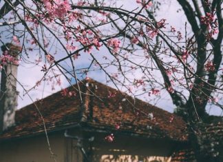 Nhạc sĩ Hoàng Nguyên và những tình khúc bất hủ về Đà Lạt: Ai Lên Xứ Hoa Đào, Bài Thơ Hoa Đào