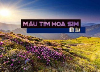 Hoàn cảnh sáng tác bài thơ “Màu Tím Hoa Sim” – thi sĩ Hữu Loan