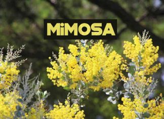 Hoa Mimosa ở Đà Lạt – Nét quyến rũ của thành phố mộng mơ