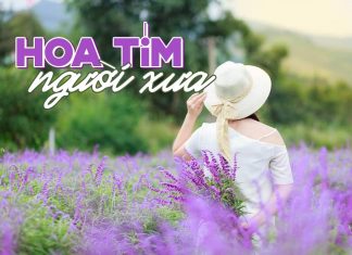 Hoàn cảnh sáng tác ca khúc “Hoa Tím Người Xưa” (Thanh Sơn) – “Rồi chiều nay lá khô rơi đầy…”