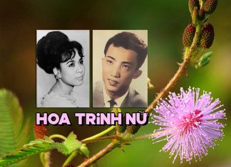 Sự thật về chuyện tình Trần Thiện Thanh và Minh Hiếu trong ca khúc “Hoa Trinh Nữ”
