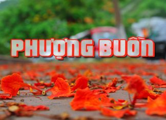 Viết cho một mùa Phượng Buồn – “Xuân qua hè tới ta nhớ nhau luôn Phượng ơi…”